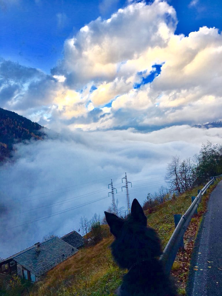 MattiaTarabini's tweet photo. Giretto in montagna ⛰ #wally #dog 🐕 https://t.co/g7jLOB1ojC