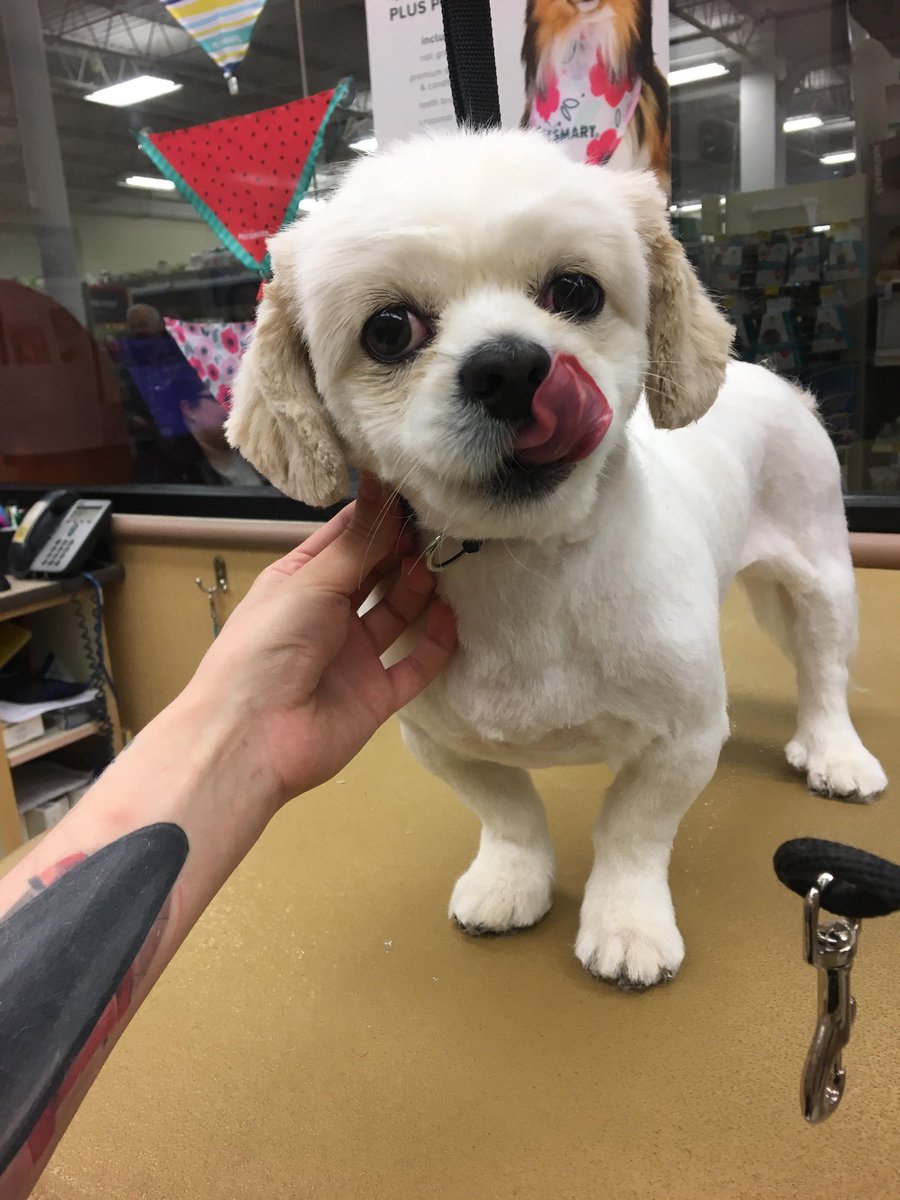 Holly Patterson with her extreme makeover, Pablo!!
#0779 #CNY #northeastgrooming #extrememakeover #groominglife #pekingese #pablo