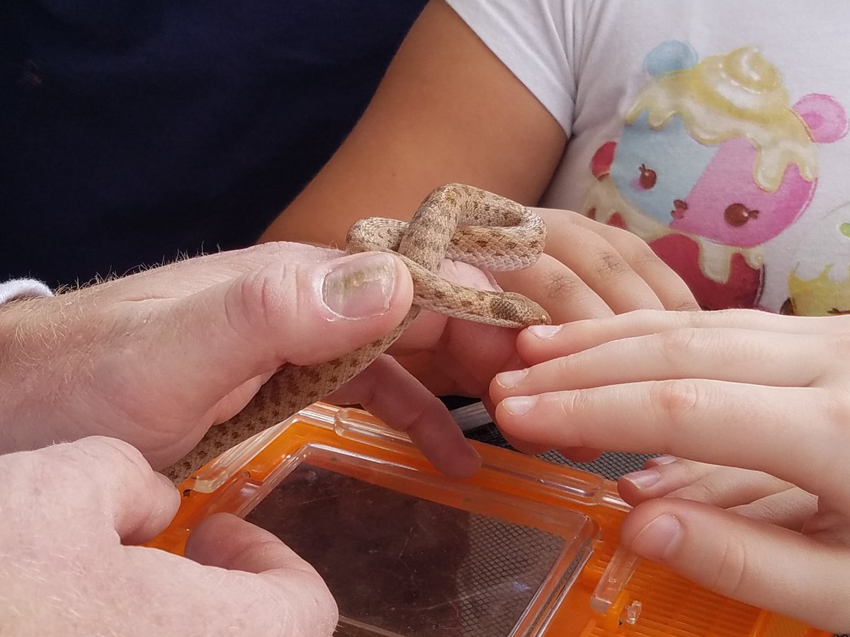 USGSAZ's tweet photo. The Night Snake, a rear-fanged snake, is (slightly) venomous, but can't bite humans since they are too small. #ScienceCity18 https://t.co/iDb1R3xyZh
