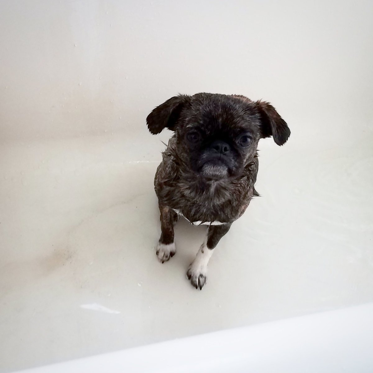 funaek's tweet photo. Oh my, Monkey. Could you please stop lying in the dirt so much? #bathpug #dirtymonkey #dirtypug https://t.co/HFfxdaSfrL