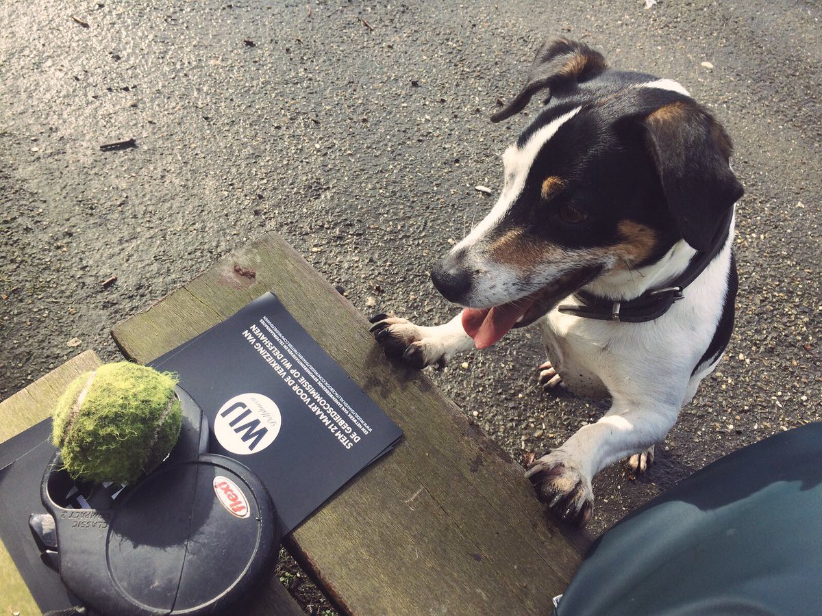 WIJ Delfshaven is zó inclusief, zelfs de dieren voelen zich thuis. Hier Bozo die een pootje toesteekt met de campagne 🐶 #apport! #hierrrrrrrrr!
