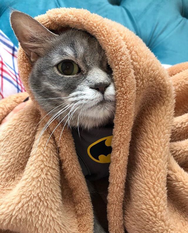 oddcatsanctuary's tweet photo. @meetsmores says I’m staying in bed all day #SundayMorning https://t.co/VvI2PcZIVY