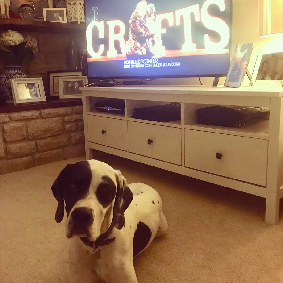 Luc100's tweet image. C’mon #chilli we’re cheering you on! #crufts2018 #crufts #dorserdot is your number 1 fan!!
