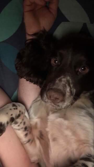 rosiedoc666's tweet photo. CAN YOU IMAGINE HOW IT FEELS TO LOSE YOUR PET
ROSIES POOR FAMILY 💔
#findmissingRosie 💔
#Slapewath 💔
#Guisborough 💔
18/2/18 💔 https://t.co/TDZTHBwvo6