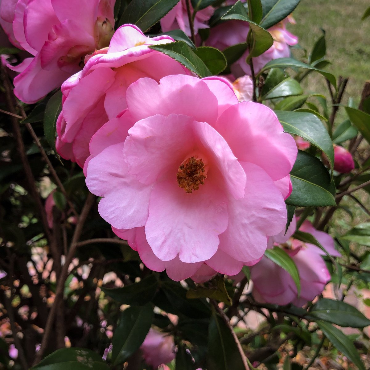 roygolden's tweet photo. #WeekendWonderings🤔
▪️▪️▫️▫️
I wonder if @bader_diedrich has any of these beauties in his garden... 🌺🌺
#flowerphotography https://t.co/dmOA9ix2re