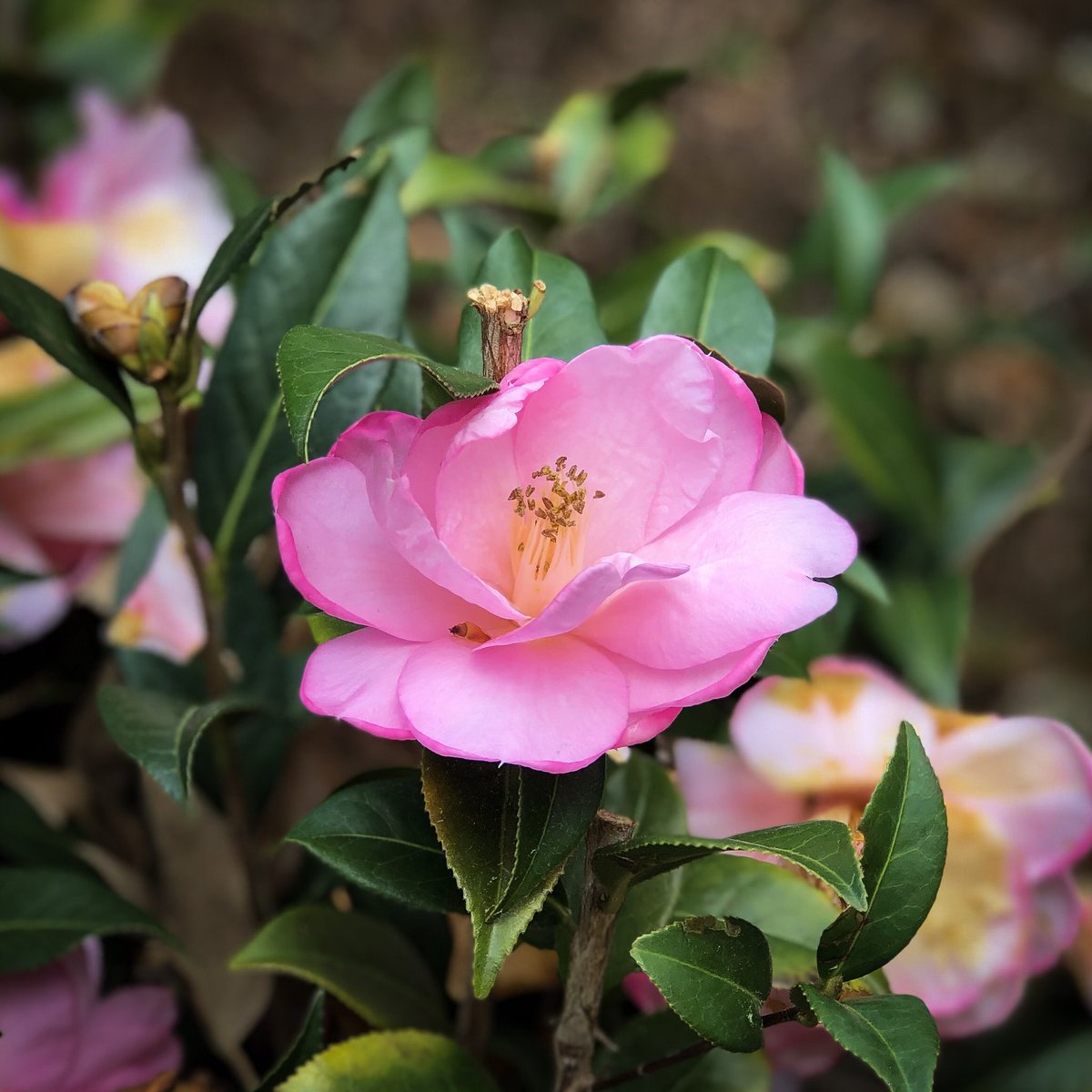 roygolden's tweet photo. #WeekendWonderings🤔
▪️▪️▫️▫️
I wonder if @bader_diedrich has any of these beauties in his garden... 🌺🌺
#flowerphotography https://t.co/dmOA9ix2re