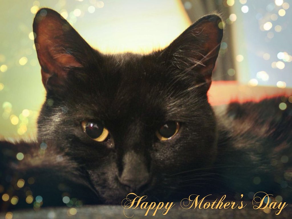 Jen79Jenna's tweet photo. @YourCatmagazine @PurrfectGiftBox Pixie chilling https://t.co/VQoOArIRA2