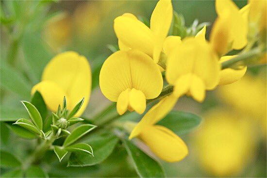 もも おはようございます 3 12花言葉 エニシダ 花言葉 ぬくもり 別名チョウケイカ 蝶形花 マメ科の常緑低木 寒さに強く痩せた土地でも良く育ち 開花すると沈丁花にも似た甘い香りがします 西洋ではエニシダの枝から箒を作ったとされ 空飛ぶ