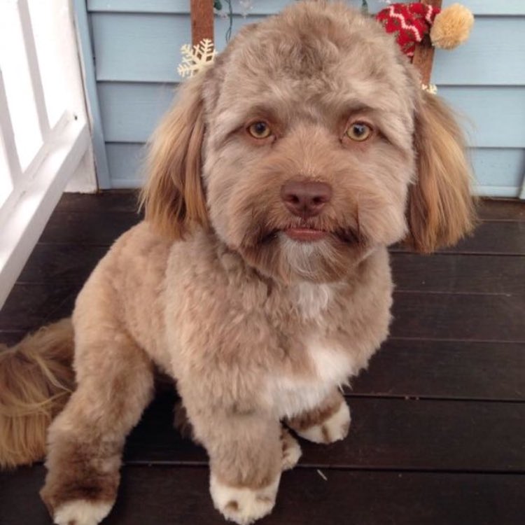 RunRoverFL's tweet image. This dog looks human and is freaking people out!