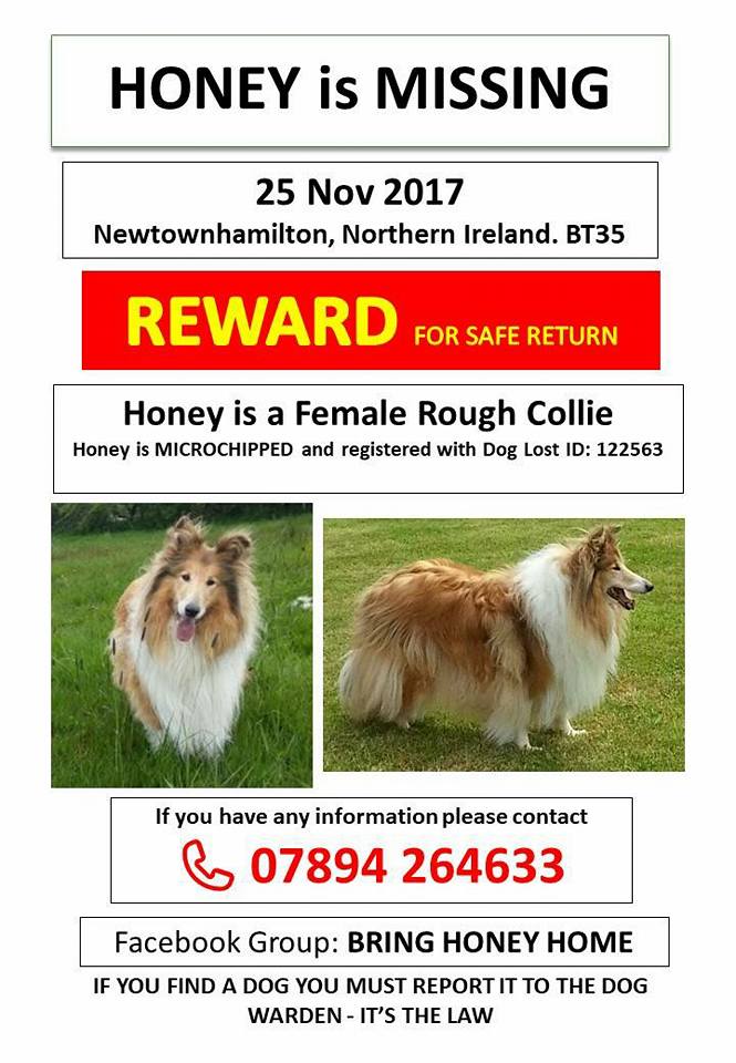 Find Honey the Collie tweet media