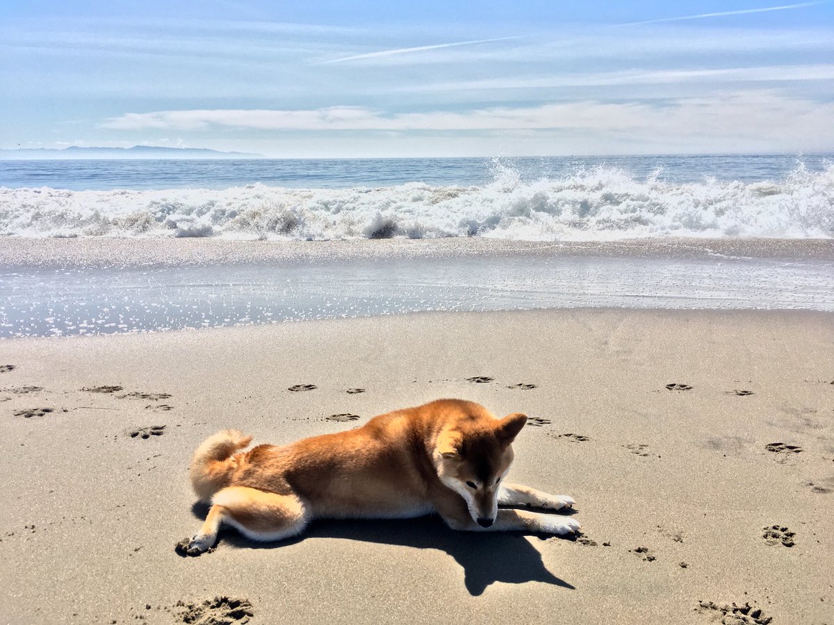 ShibaBotan's tweet photo. Sunbathing on the beach #shibainu #DaylightSavings #doge #dogsoftwitter #SantaCruz #california #Beach https://t.co/pGIfOT9l2Z