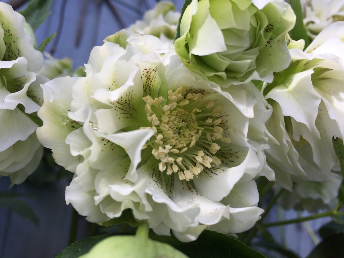 NatureWithMusic's tweet photo. Busy day today but did get a few minutes to check out a new system for #closeup photos from #groundlevel with an #iPhone. Needs some modifications.
Here is a trial with a #Hellibore. #Flowers, #gardening, #nature. https://t.co/gQAOj4Moum