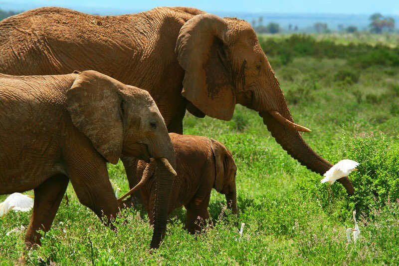 tariqahmadbt's tweet photo. 🇰🇪#CommonwealthCountdown fact of the day: The elephant population of the Masai Mara National Reserve, and surrounding areas, has risen by 72% since 2014. #Kenya 36 days to go https://t.co/DhCh2YHReX