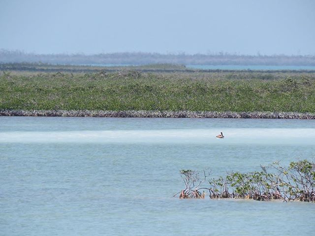 EPCOTExplorer's tweet photo. Mangrove Wilderness #keywest #floridakeys #thefloridakeys #thekeys #florida #longkeystatepark #longkey https://t.co/7Z03NrpTC2 https://t.co/IRFKil364U