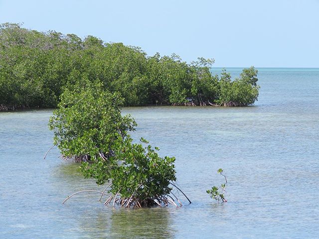EPCOTExplorer's tweet photo. New islands. #keywest #floridakeys #thefloridakeys #thekeys #florida #longkey #longkeystatepark #FindYourPark https://t.co/tkfbWexbY2 https://t.co/JVq5COWlYx