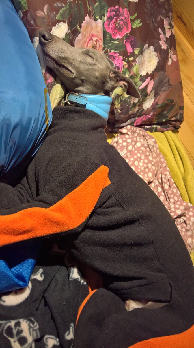 WilfredWhippet's tweet image. #makingdo 😴