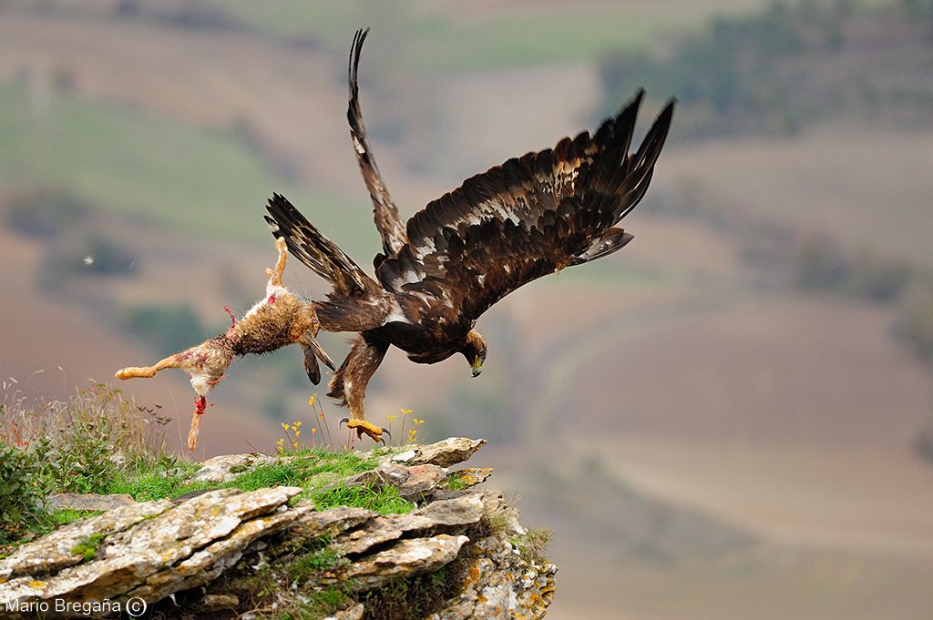 Un macho de Aguila Real cazando una libre eb una roca