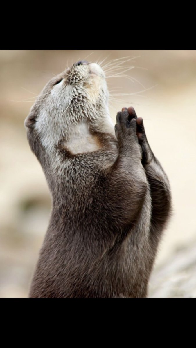 shaundubss's tweet photo. #Prayer #ChangeTheWorld #Compassion Dear God,we are placing 2018 in your hands for a kinder more compassionate 🌎 for all beings not just human.......🙏🐾 https://t.co/1YjY3KjjAk