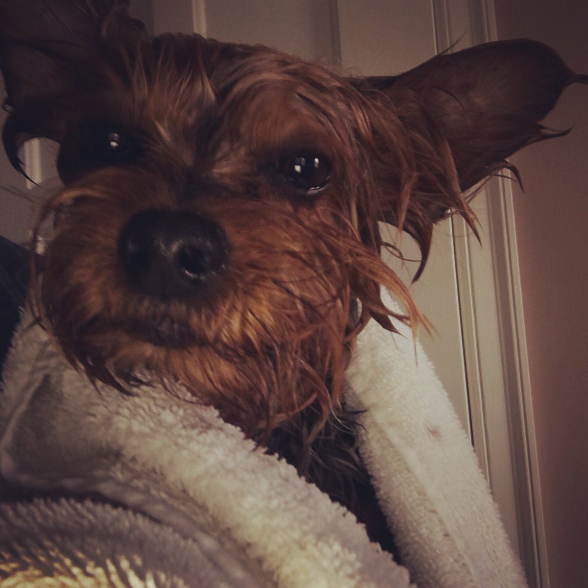 phegley_greg's tweet photo. Not thrilled about it but much cleaner after some time in the bath tub w dad scrubbing away the dirt and krackel candy bar I found in the car yesterday! https://t.co/BFmjzY9PFN
