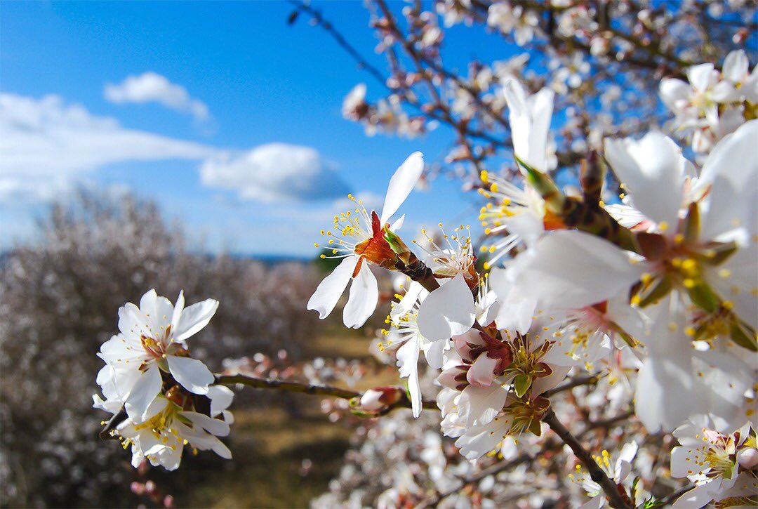 CampodeArriba's tweet photo. Huele a primavera en Campo de Arriba 🌸#almendrosenflor #campodearriba #alpuente #laserrania #primavera #festeros2018 #fiestascampodearriba2018 #fiestascampodearriba #campeños #springiscoming https://t.co/36NVW8cHZL