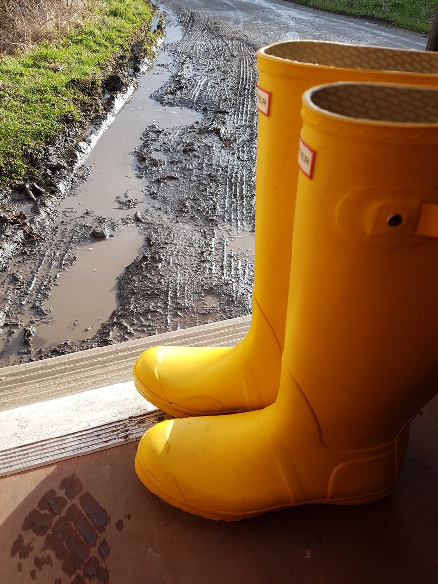 ILuvWellies's tweet photo. I thought I'd better take them out and introduce them to the big wide wet and muddy world. Look how they are looking at the enticing puddles and mud.......lol 😉 @HunterBoots #yellow #hunters https://t.co/QWJ0x45IYb