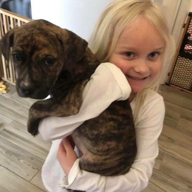 Maxhazel's tweet photo. Two beautiful girls !! 💕🐾💕🐾💕🐾💕🐾. Look in my bio for the link to our rescue #boxersofinstagram #boxer #boxergram #dogsofinstagram #boxerdog #instaboxer #boxerlove #dog #boxers #boxeraddict #boxerpuppy #boxersoninstagram #instantboxer #dogs #boxern… https://t.co/y3ZM4OO7IU https://t.co/rYmKaWTcTq