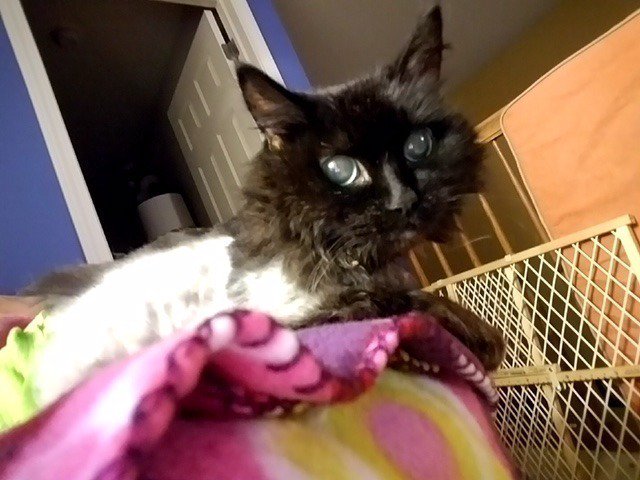 SaveAPetIL's tweet photo. A #finalgift for #Scentsy! I was brought in after a #goodsamaritan found me on the road. At the #vet I learned I have terminal #cancer & a tumor sticking out my belly. I need surgery to remove the tumor; it hurts. Please can help! Donate at: https://t.co/yVhHjYbZfv https://t.co/sRrL6MCnjv