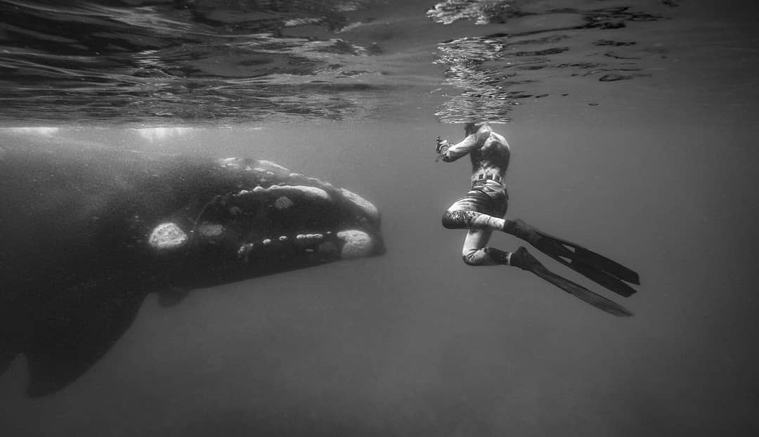 today_tasmania's tweet image. ‘Face to face’ with a Southern Right Whale. What an amazing capture from Skeleton Bay, at the Bay of Fires, with Danny Lee getting to know a truly beautiful creature of the sea #Tasmania pic: instagram.com/submerged_imag…