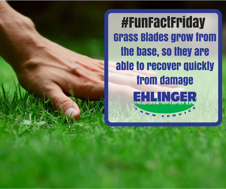 EhlingerLawn's tweet photo. #FunFactFriday
Did you know that grass blades grow from the base, not at the tip? This allows the grass to be burnt or trimmed without causing long-term damage to the plant! https://t.co/U5zxUunol9