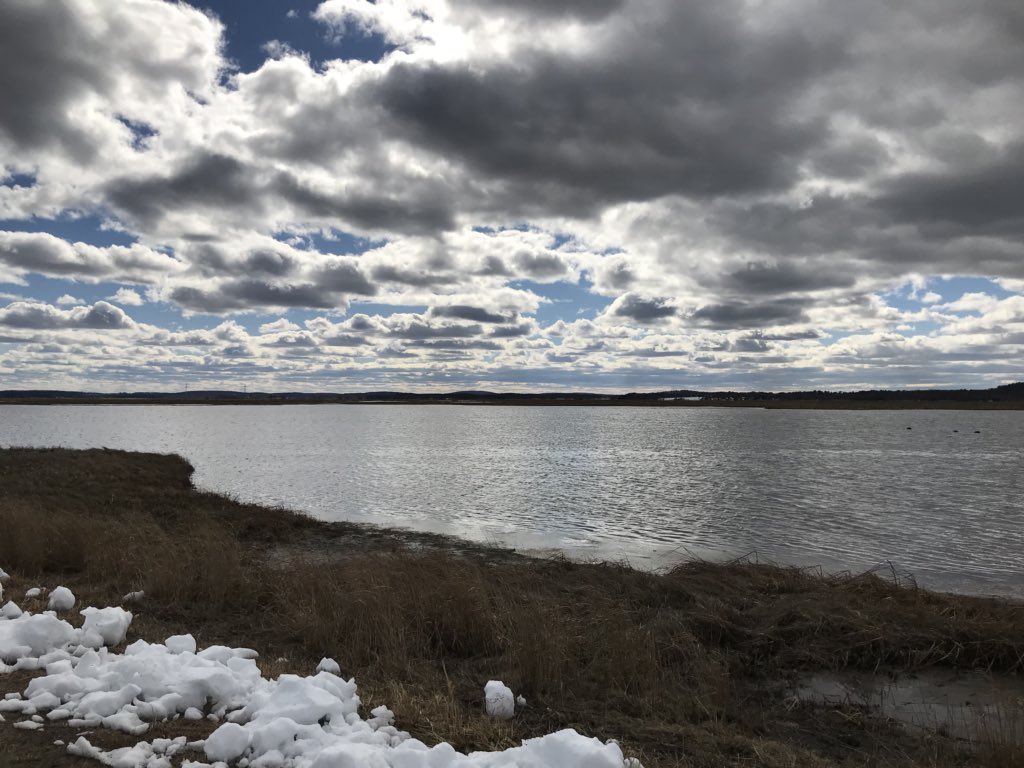OTemily3's tweet photo. Snowy owl- captured only in an iPhone 7- but commanding the attention of many professional photographers in the marsh @USFWSNortheast #PlumIand @newburyportnews Parker River National Wildlife Refuge #nature #favoriteoccupation #hiking #outdoors https://t.co/Bs1Lfd1xIS