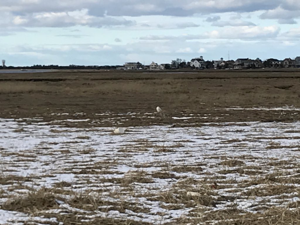 OTemily3's tweet photo. Snowy owl- captured only in an iPhone 7- but commanding the attention of many professional photographers in the marsh @USFWSNortheast #PlumIand @newburyportnews Parker River National Wildlife Refuge #nature #favoriteoccupation #hiking #outdoors https://t.co/Bs1Lfd1xIS