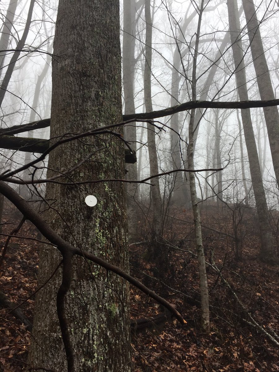 DFLrunner's tweet image. Working some things out on the trail today #runtherapy