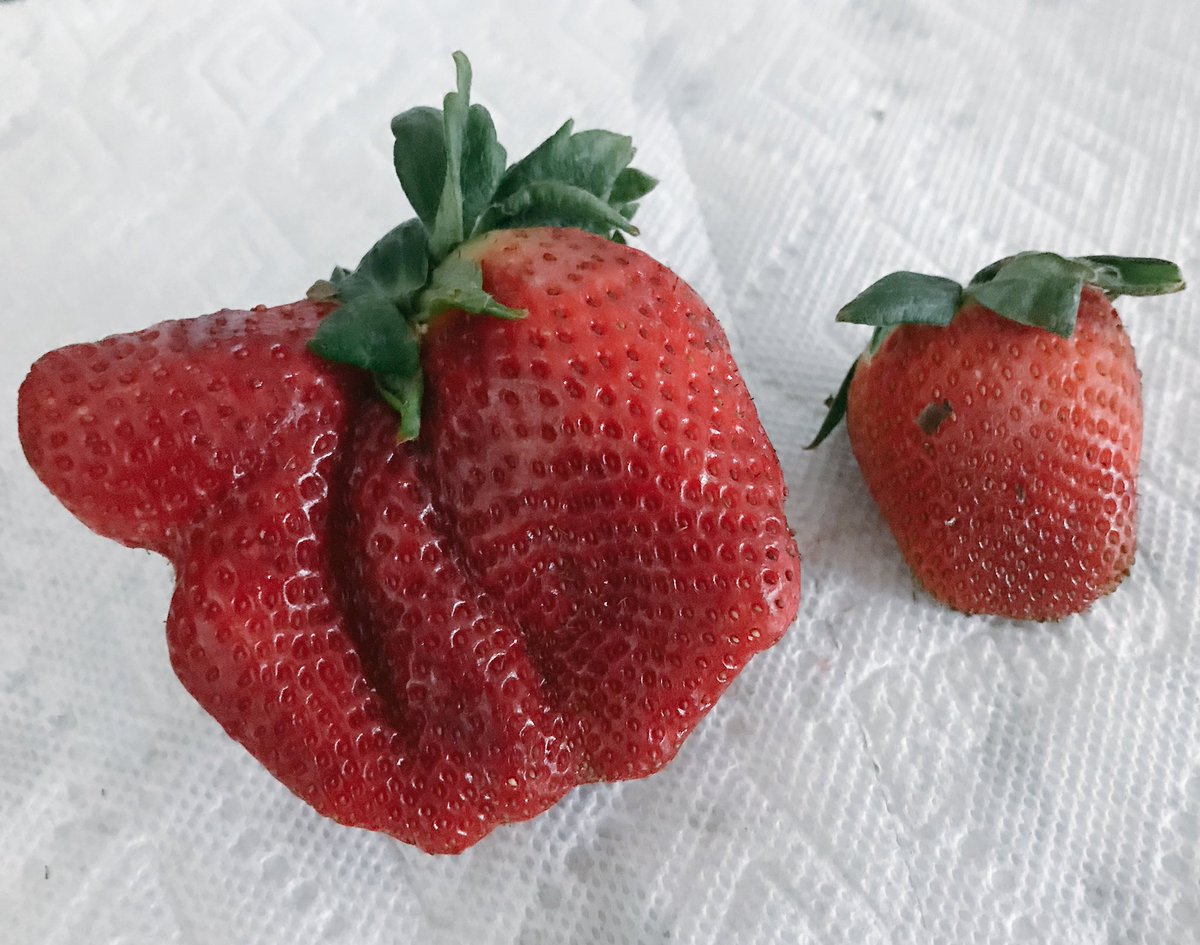 FiascoJones's tweet photo. I discovered this thing trying to pass for a regular strawberry. Clearly a reptilian mind-control parasite hoping to get eaten. #oddnormal https://t.co/LZGzjhK6GH