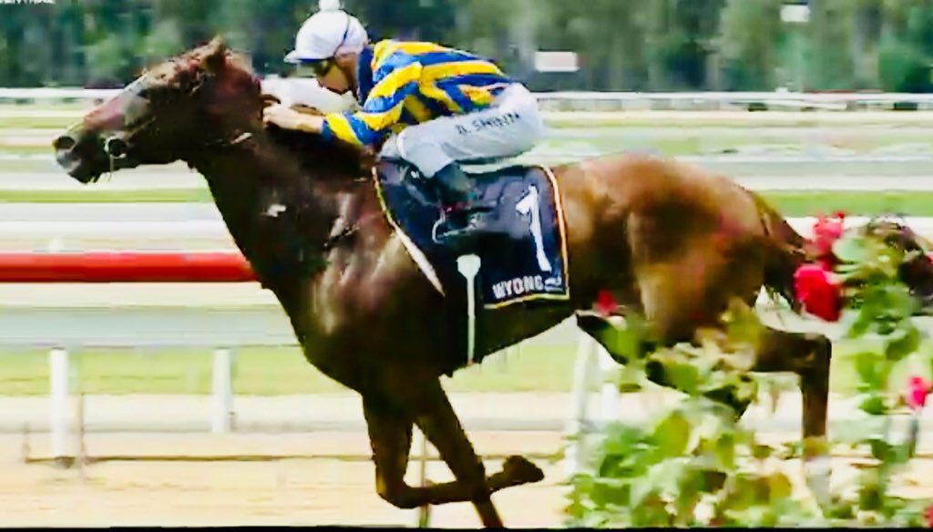JTRacingRwik's tweet photo. Great return from Thy Kingdom Come @WyongRaceClub today!
#boltedin Confident ride @blake_shinn Well done to his patient owners Joe Francis and the team #gearchange #gelding https://t.co/4q7xH044ey