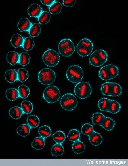 NMalhi92's tweet photo. I've been inspired by Kuan-Chung Su's beautiful award-winning image of a cancer cell dividing time-lapse  for my nails #sciart #sciencenails #PhDlife @ExploreWellcome https://t.co/TmWswX9qh8