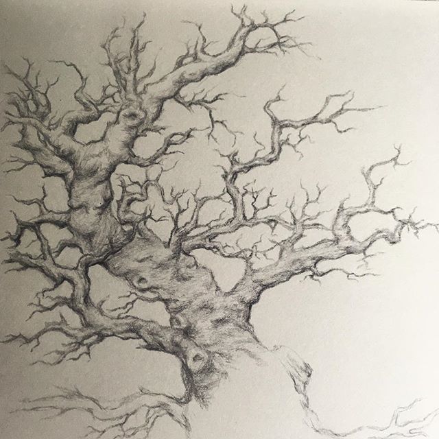 jess_purser's tweet photo. Some progress on this one. It’s only a baby 5” x 7” piece, but now I’m dreaming of epic 10’ paintings 🎨🤪🌳🌲🌳🌲 #drawing #sketching #artist #tree #treehugger #gnarly #gnarledtree #oak #ancientoak #forestoak #oakforest #ancientforest #brianfroud #art… https://t.co/TTJxf7VtJ9 https://t.co/c43sV4pQxg
