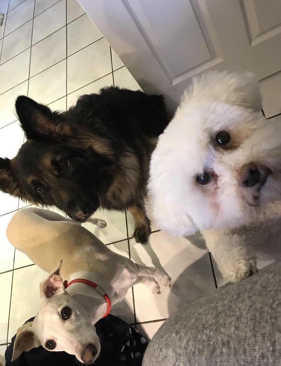 LChoucri's tweet photo. Got to love a whippet! Here is my son’s - Peanut with Maximus the Bichon and Mishka GShepherd! #Crufts #middogs https://t.co/5SeOejWxxv