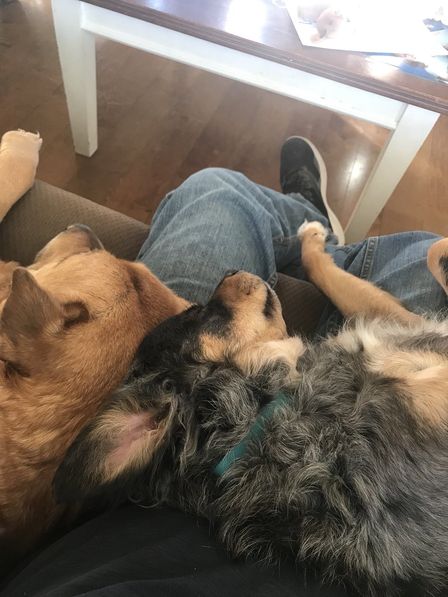 MANGAKrAfter's tweet photo. I’m trapped! Send help! Or pizza. Wait, no, that’d wake them. 🤔 https://t.co/0dufrvTxGN