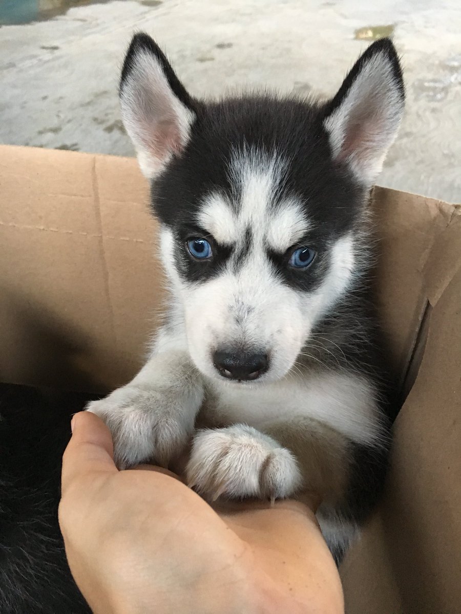 melcervntes's tweet photo. Se regalan cachorros huskys🐶 https://t.co/93ItuyXAWi