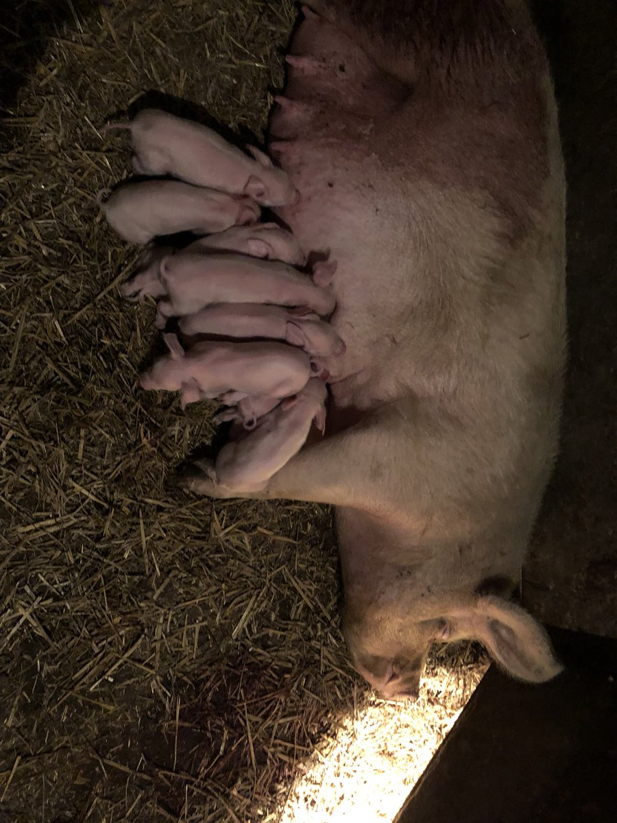 newlandfarm's tweet photo. After a 20 hour marathon we’ve ended up with 9 alive #PigWatch #NFFarrowing18 https://t.co/wvZvqXYRp5
