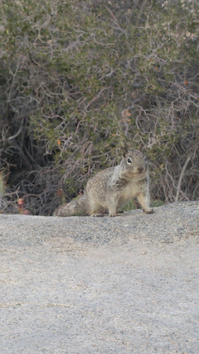 ThaMitchWall's tweet photo. @jacobs_elliot Unless u r Darrel the squirrel, then u do u https://t.co/Dfm78pKzQX