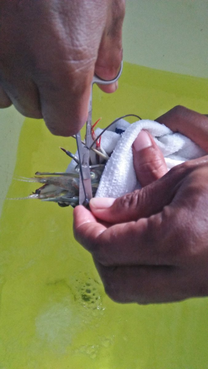 Esakaramoy2's tweet photo. Inseminasi dan ablasi ke-dua udang windu transfeksi.
#UML
#IPUW 
@BRPBAP3_Maros 
@Esakaramoy2 https://t.co/biOdk7J5nl