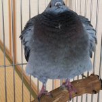 がちぎれじゃんｗ寂しいと思ってぬいぐるみおいてあげたのに迷惑だった件ｗ