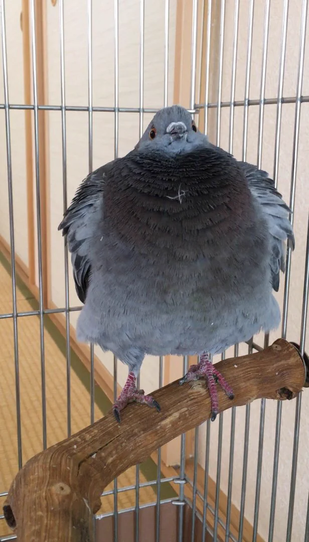 がちぎれじゃんｗ寂しいと思ってぬいぐるみおいてあげたのに迷惑だった件ｗ