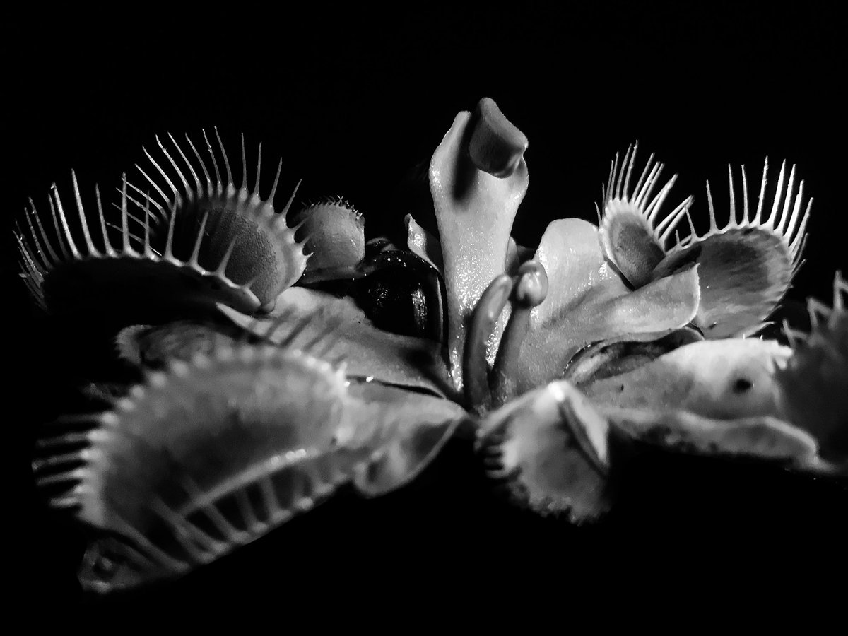 DirtyDivisions's tweet photo. This VFT is fully awake and open for business.  Let the bug chompin’ begin!
.
.
.
#openforbusiness #woke
#dionaeamuscipula #venusflytrap #vft #flytrap #floridagrown #carnivorousplants #plants #plantswithbite #nightphotography #naturephotography #nature #plantas #dirtydivisions https://t.co/occDHQriNt