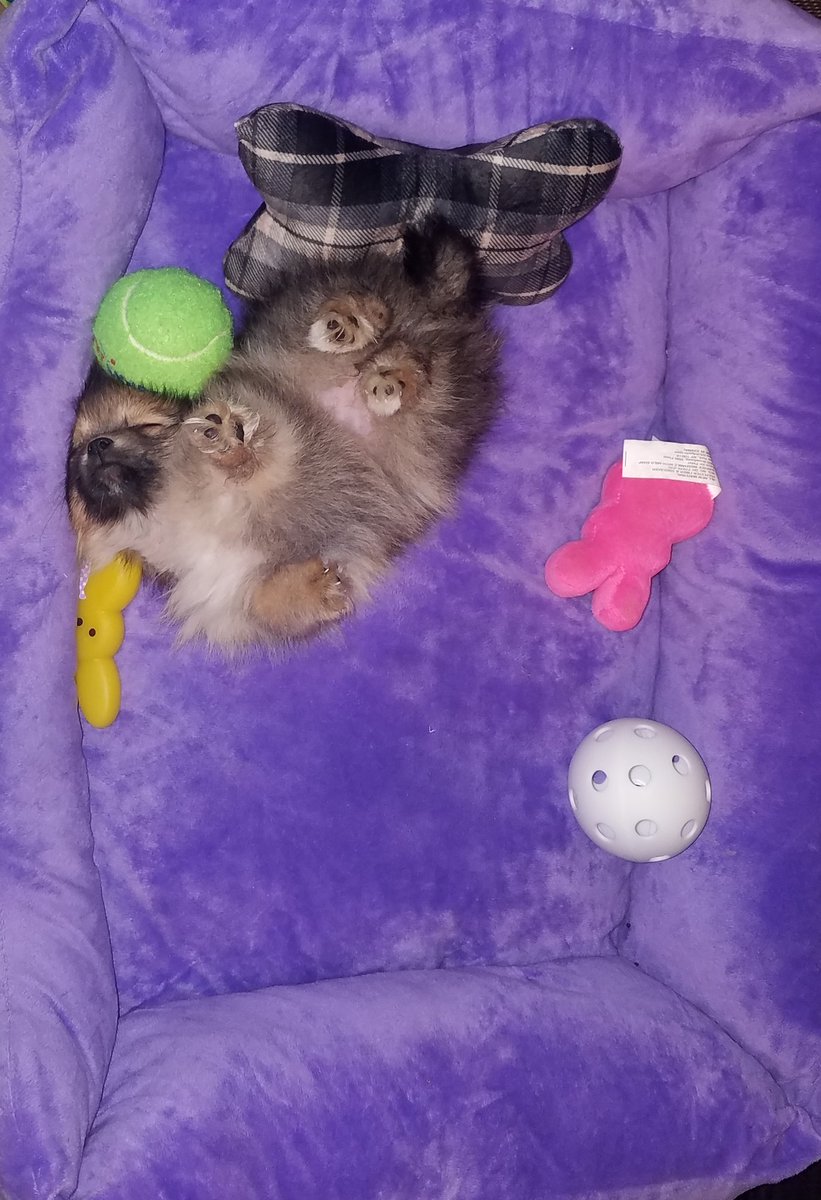 BigDaddyRed2's tweet photo. Say hey to the newest member of the BDR family.  She's just as weird as we are 🤣🤣 https://t.co/miAD4DdQCZ