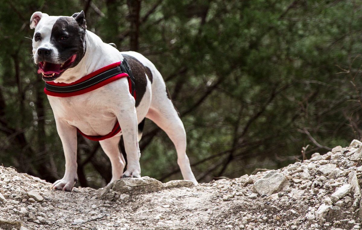 ramvideoprod's tweet photo. My dogs enjoying a hike! https://t.co/7Wxbyvlin9