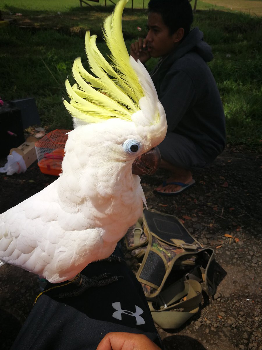 aria_semuthtm's tweet photo. Halo manteman ku .
😎

Salam jigrak dari bioo .
The Cockatoo 
#bioo #cockatoo #cockatoolovers #cockatoolife #parrots #galeritacockatoo https://t.co/yXydhUWxzZ