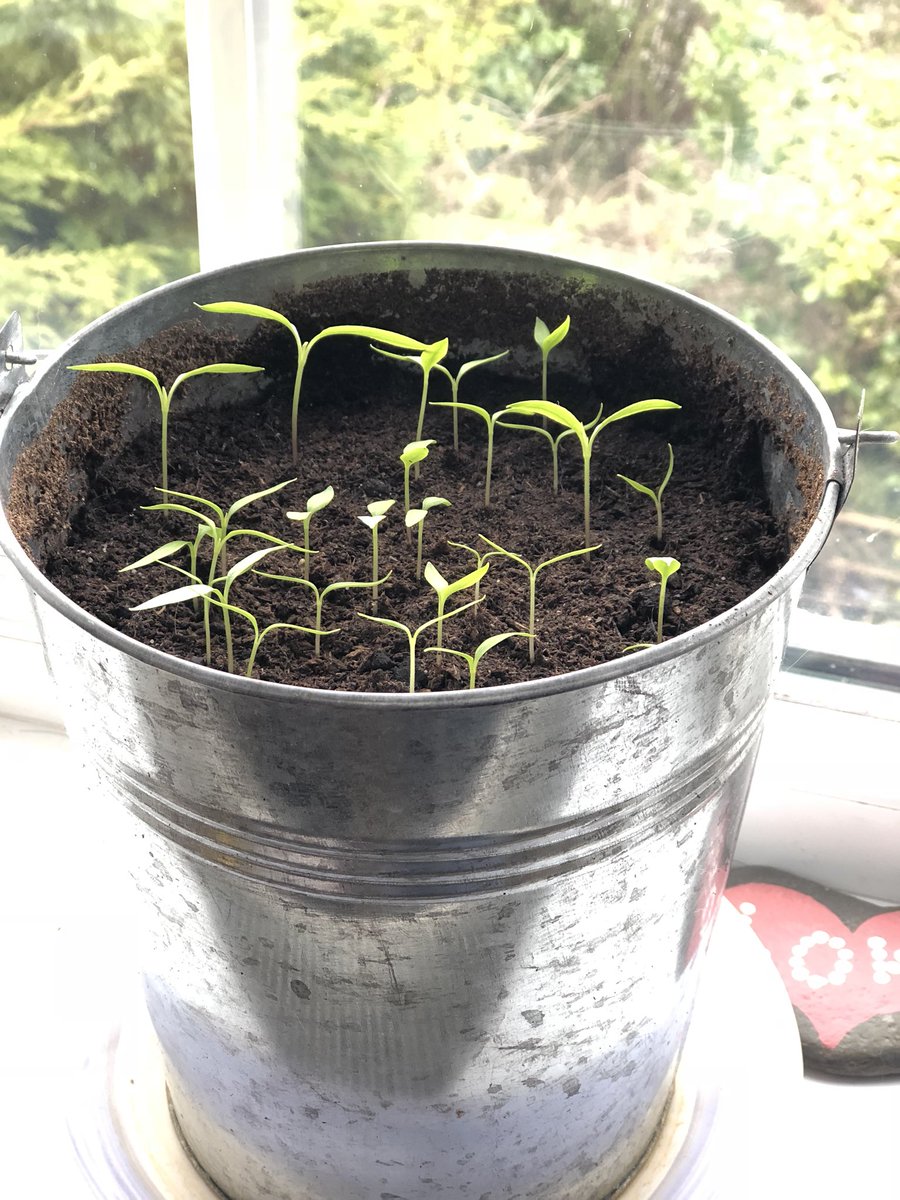 From small seeds comes big lovely HOT 🌶 chillies. 2 weeks growth.