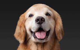 So much joy 😍 #Dogfriends #Doglovers #DogsAreJoy